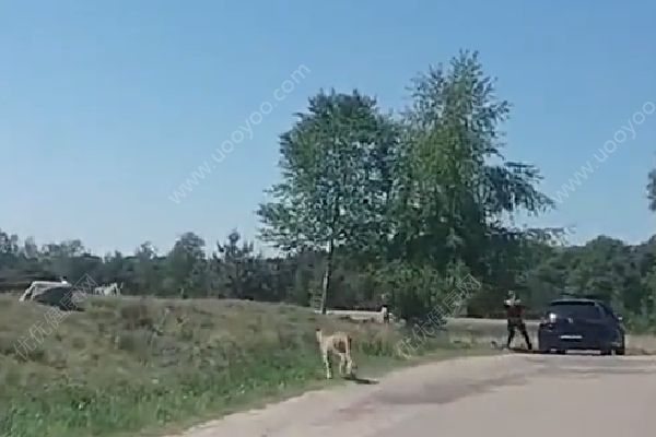 懷抱嬰兒在野生動物園下車，被獵豹圍攻險送命(1)