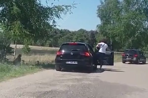 懷抱嬰兒在野生動物園下車，被獵豹圍攻險送命(4)