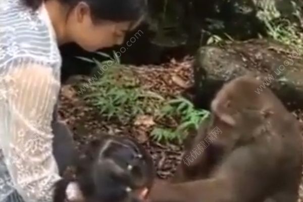 猴子被女子喂食時戲弄，一拳打趴身旁女童(1)