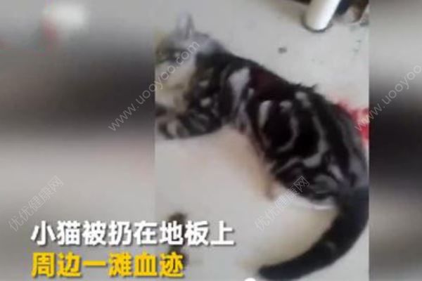 男子虐殺女友小貓逼其復(fù)合后續(xù)：當(dāng)晚被人肉遭暴打(1)