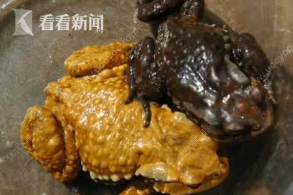 夫妻兩人抓蟾蜍食用，妻子因吃蟾蜍卵中毒身亡(1)