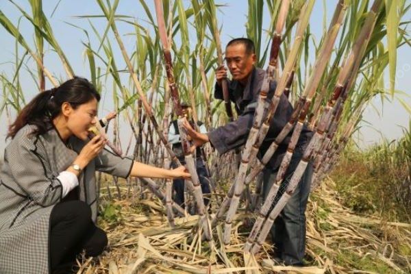 女子吃甘蔗中毒，導(dǎo)致抽搐30年，這種甘蔗不要吃！(3)