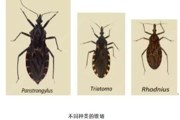 廣州8元1只懸賞這種小蟲，被咬會得“新型艾滋病”(2)