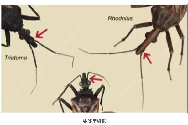 廣州8元1只懸賞這種小蟲，被咬會得“新型艾滋病”(3)