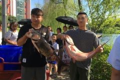 重慶一高校打撈萬(wàn)斤魚，將做剁椒魚頭等給師生吃[多圖]