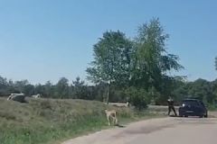 懷抱嬰兒在野生動物園下車，被獵豹圍攻險送命[多圖]