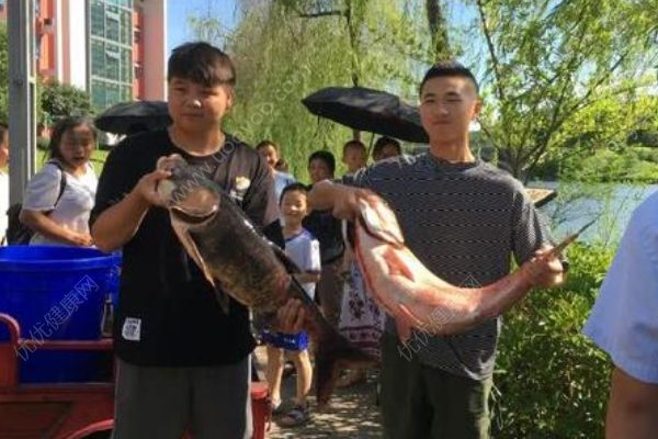 重慶一高校打撈萬斤魚，將做剁椒魚頭等給師生吃(1)