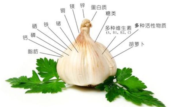 生吃大蔥有什么好處？生吃大蔥的好處(1)