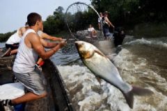 亞洲鯉魚跳上船嚇壞外國小哥，美國人為什么不吃亞洲鯉魚？[多圖]