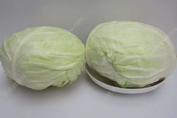 吃包菜會(huì)胖嗎？吃包菜能減肥嗎？(2)