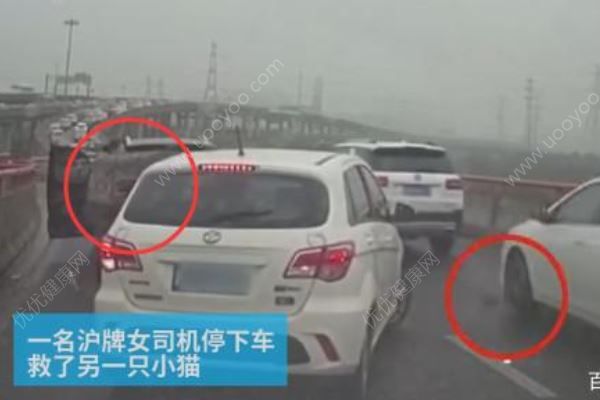 女司機高架上停車救小貓，應(yīng)該救還是不救？高架橋開車注意事項(2)