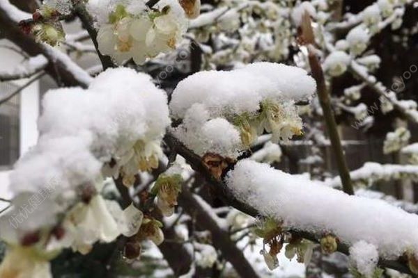 中央氣象臺又發(fā)布藍色暴雪預警，倒春寒要來了嗎？(3)