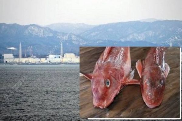 日本現(xiàn)超標(biāo)輻射魚，過度接觸輻射有何危害？(1)