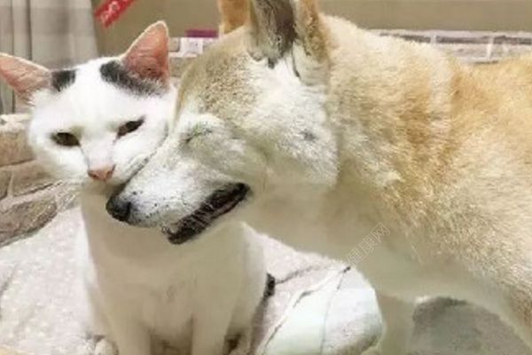 18歲老年癡呆柴犬離世，“親愛的貓，謝謝你用生命愛過我”(2)