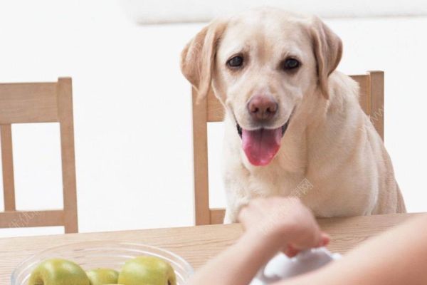 18歲老年癡呆柴犬離世，“親愛的貓，謝謝你用生命愛過我”(3)