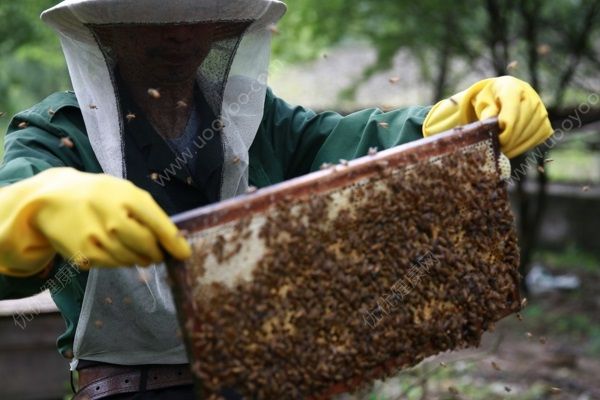 高速收費站被蜜蜂“霸占”，被蜜蜂蟄了怎么辦？(2)