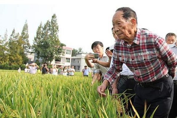 我國(guó)首次大范圍試種海水稻，數(shù)億畝鹽堿地有望成糧倉(cāng)(1)