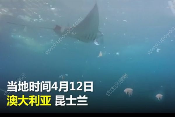 白色垃圾霸占澳洲海灘！魚類與塑料同游！(1)