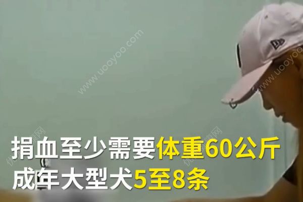 金毛狗內臟出血病危！20多只狗深夜集體捐血！(3)