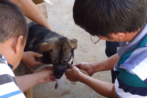 河北邯鄲兩男童遭小區(qū)內(nèi)惡犬襲擊，致身體多處被咬傷(3)