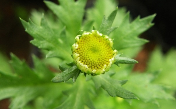 驅(qū)蚊植物對人體有害嗎？驅(qū)蚊植物有哪些？(1)