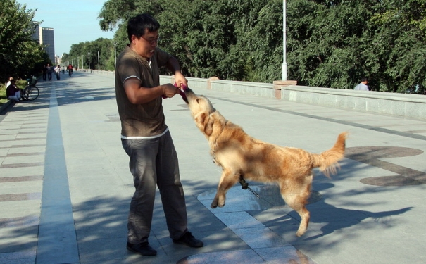 被狗咬了出血不打針行嗎？狗咬傷不打狂犬疫苗會怎樣？(1)