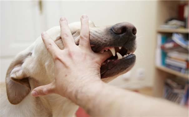 有狂犬病的狗有什么癥狀？得了狂犬病的狗有什么癥狀？(1)