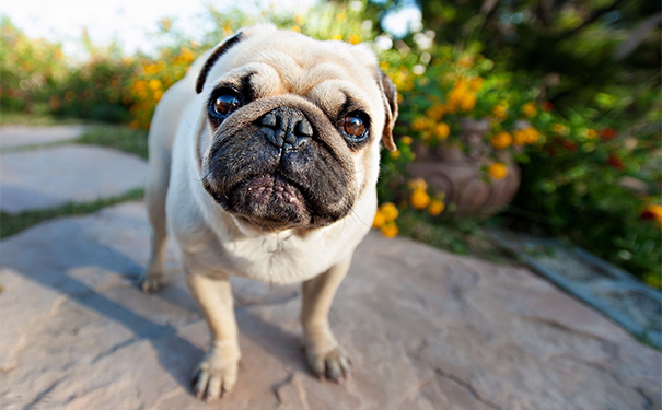 狂犬病潛伏期最長多久？狂犬病的潛伏期是多長時間？(1)