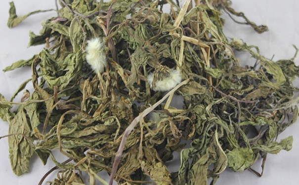 秋季蒲公英更多營養(yǎng)價值？喝蒲公英都有什么好處呢？(1)