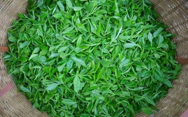 生茶和熟茶哪個(gè)好？生茶和熟茶的區(qū)別(1)