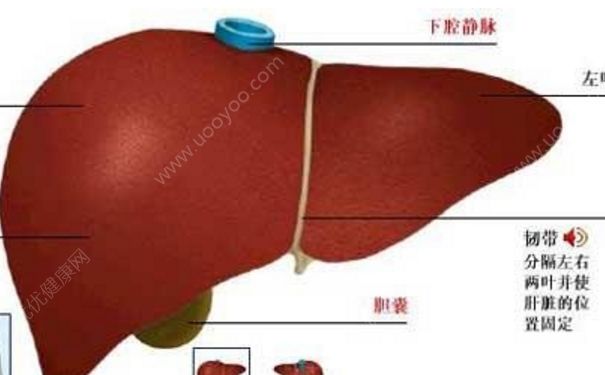 肝功能異常怎么調(diào)理？肝功能異常能治好嗎？(1)