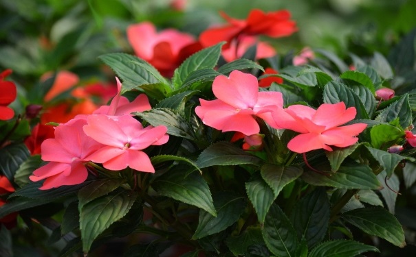 鳳仙花能治灰指甲嗎？鳳仙花可以治療灰指甲嗎？(1)