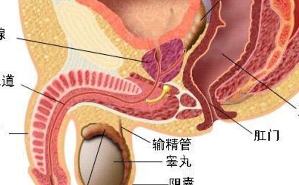 睪丸炎能自愈嗎？睪丸炎吃什么藥？(1)