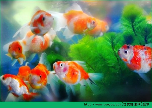 老年人養(yǎng)金魚(yú)好不好？老年人養(yǎng)金魚(yú)的好處有哪些？(1)