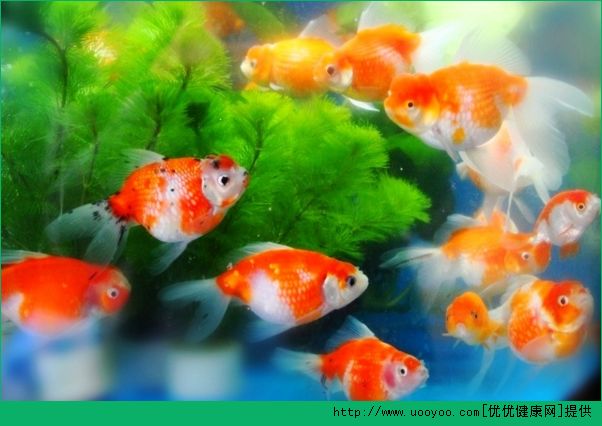 老年人養(yǎng)金魚(yú)好不好？老年人養(yǎng)金魚(yú)的好處有哪些？(2)