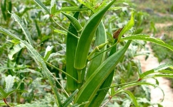 生吃秋葵有什么好處？生吃秋葵好不好？(3)