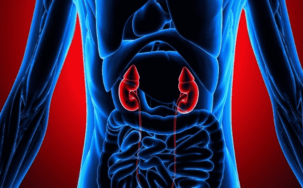 高尿酸癥對(duì)腎臟有什么危害？如何治療高尿酸腎損害？(1)
