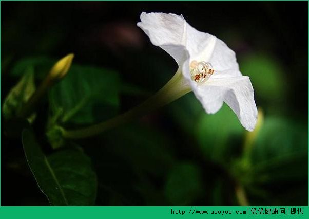 屋內(nèi)種郁金香致頭發(fā)脫落 家里不能養(yǎng)的花有哪些？(7)