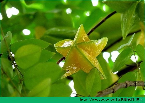 楊桃和芒果能一起吃嗎？楊桃和芒果一起吃好不好？(1)