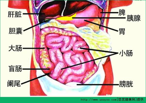 診脈有什么作用？診脈和臟腑的聯(lián)系(2)