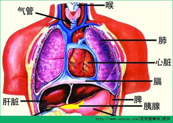 診脈有什么作用？診脈和臟腑的聯(lián)系(3)