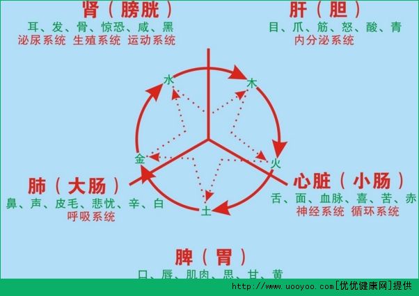 臟與腑的區(qū)別是什么？臟與腑的關(guān)系有哪些？(4)