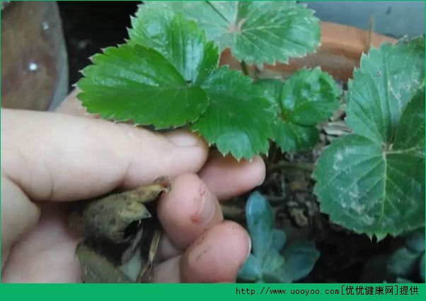 草莓怎么種？草莓陽臺種植方法介紹(2)