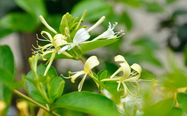 金銀花菊花茶的做法是怎樣的？金銀花菊花茶怎么做？(1)