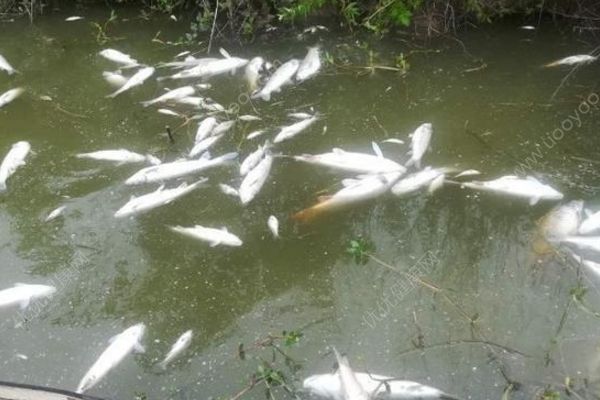 魚塘8萬斤魚全死光：檢出石油類污染物，超標(biāo)572倍(1)