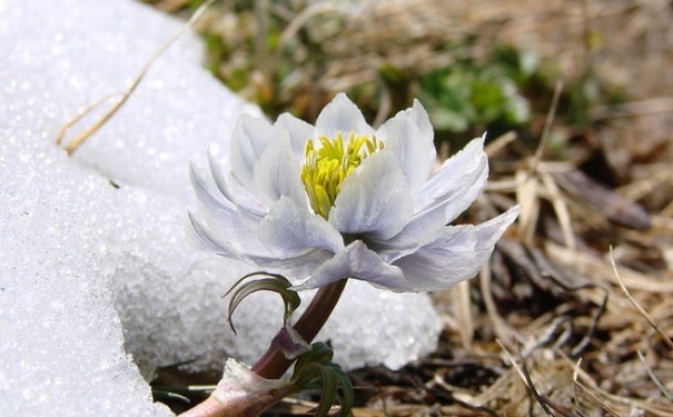 雪蓮花營養(yǎng)價值有多高？雪蓮花怎么吃好吃呢？(1)