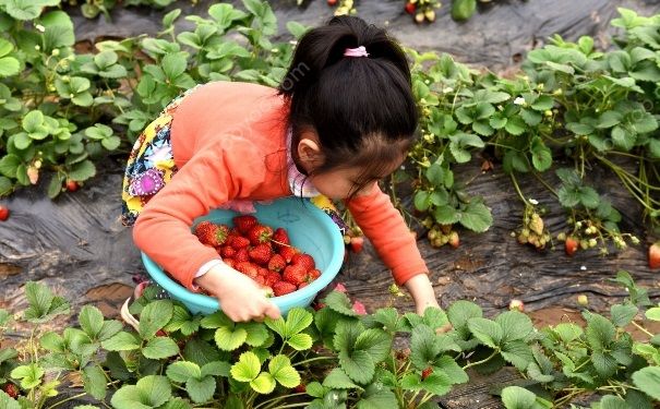 摘草莓怎么選？摘草莓怎么摘？(1)