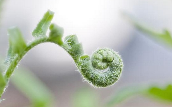 野菜有哪些品種？野菜怎么做好吃？(1)