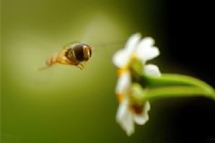 蜂膠有什么作用？吃蜂膠有什么好處？[圖]