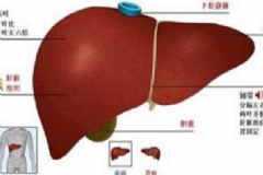 朝陽膠囊效果怎么樣？珠子肝泰膠囊的功能主治[圖]